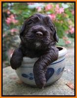 Sundae Trapper pups 3 wks old 221