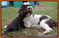 Sundae Trapper pups 5 wks old 341