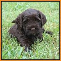 Sundae Trapper pups 5 wks old 361