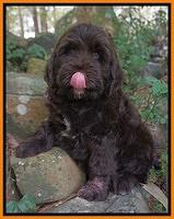 Sundae Trapper pups 8 wks old 201