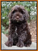 Sundae Trapper pups 8 wks old 231