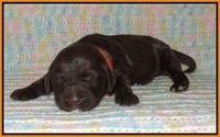 Sundae Trapper pups one week old 151
