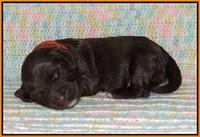 Sundae Trapper pups one week old 161