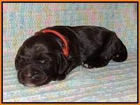 Sundae Trapper pups one week old 171
