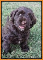 Sundae Trappers pups 7 wks old 291