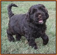 Sundae Trappers pups 7 wks old 351