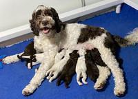 Sundae pups 10 days old 21