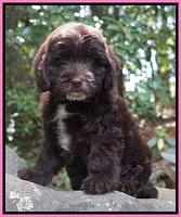 Individual puppy photos