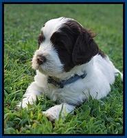 Sundae Camo Pups 5 wks old 101