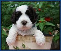 Sundae Camo Pups 5 wks old 111