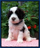 Sundae Camo Pups 5 wks old 81