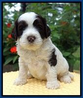 Sundae Camo pups 4 wks old 41