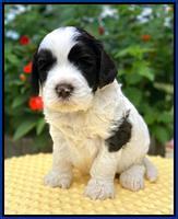 Sundae Camo pups 4 wks old 51
