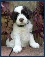 Sundae Camo pups 6 wks old 51