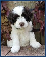 Sundae Camo pups 6 wks old 71