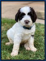 Sundae Camo pups 6 wks old 81