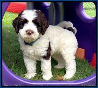 Sundae Camo pups 7 wks old 31