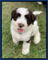 Sundae Camo pups 7 wks old 51