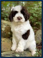 Sundae Camo pups 8 wks old 10100