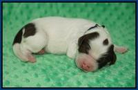 Sundae Camo pups Newborn 21