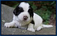 Sundae Dansby pups 3 wks old 61