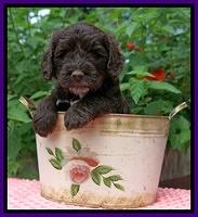 Sundae Camo Pups 5 wks old 121