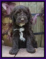 Sundae Camo pups 6 wks old 131