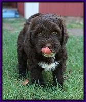 Sundae Camo pups 7 wks old 101