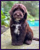 Sundae Camo pups 8 wks old 1200