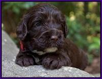 Sundae Dansby pups 3 wks old 81