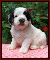 Sundae Camo Pups 5 wks old 191