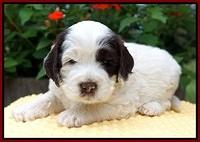 Sundae Camo pups 4 wks old 201