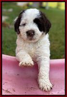 Sundae Camo pups 6 wks old 181