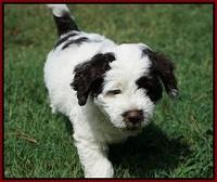 Sundae Camo pups 7 wks old 141