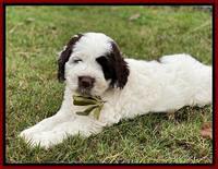 Sundae Camo pups 7 wks old 171
