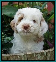 Sundae Camo pups 6 wks old 321