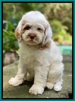 Sundae Camo pups 8 wks old 7100