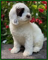 Sundae Camo pups 8 wks old 21
