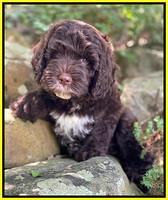 Sundae Camo pups 8 wks old 161