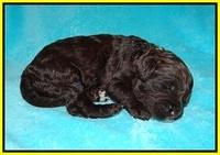 Sundae Dansby pups 2 wks old 151