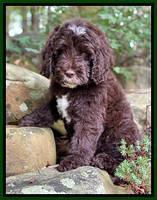 Sundae Camo pups 8 wks old 18100