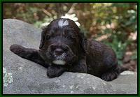 Sundae Dansby pups 3 wks old 261