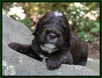 Sundae Dansby pups 3 wks old 271