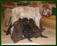 Tara Rascal puppies 6 weeks old 002