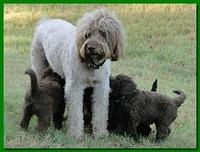 Tara Rascal puppies 6 weeks old 013