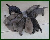 Tara Rascal puppies 6 weeks old 019