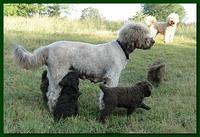 Tara Rascal puppies 6 weeks old 021