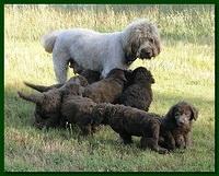 Tara Rascal puppies 6 weeks old 023