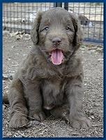 Tara Rascal puppies 4 weeks playing 020