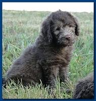 Tara Rascal puppies 6.5 weeks old early am 001